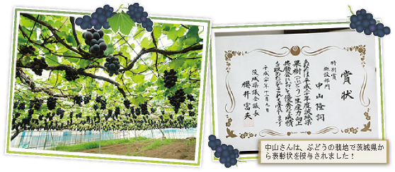 中山さんは、ぶどうの栽培で茨城県から表彰状を授与されました！