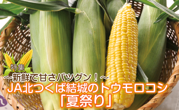 【特集】新鮮で甘いトウモロコシ「夏祭り」