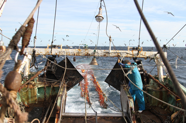 メヒカリ漁 漁師はカモメのことなど気にも留めず、黙々と網上げの仕事を進めます