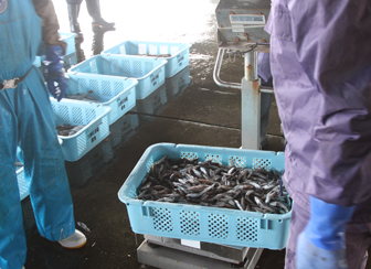 脂の旨みがたっぷり！食べ方自在の深海魚「メヒカリ」水揚げされたメヒカリは市場で計量