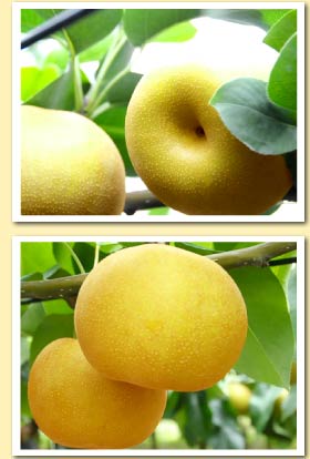 甘熟梨の特徴