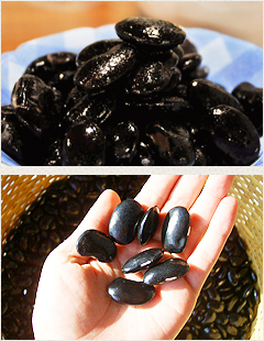 栗にも似たまろやかな味わいの常陸大黒、1粒2～3cmにもなる

大粒の豆です。