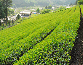 広大に広がる茶畑
