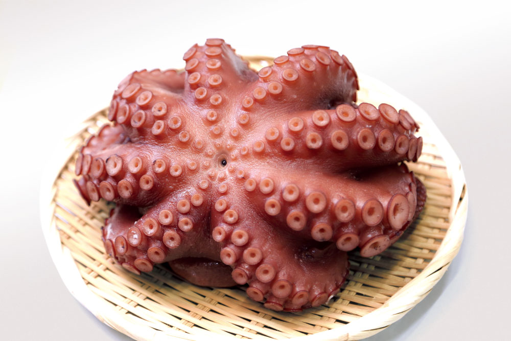 驚くほどの肉厚と甘味が自慢の「鹿島たこ」 | 旬のうまいもの