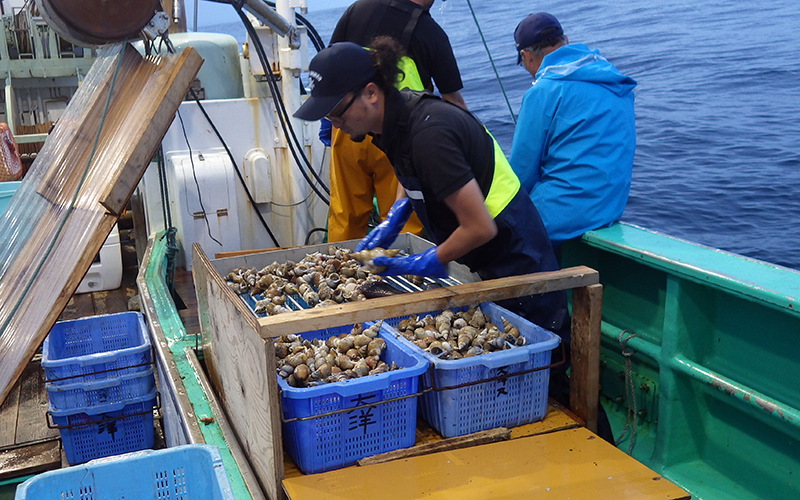 煮ても焼いても美味！茨城のシライトマキバイ（つぶ貝） | 旬の