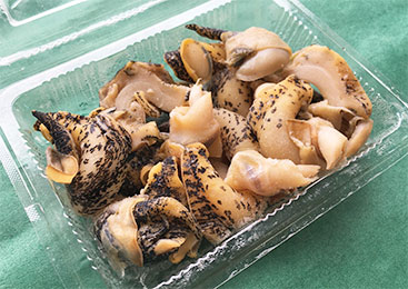 煮ても焼いても美味！茨城のシライトマキバイ（つぶ貝） | 旬の