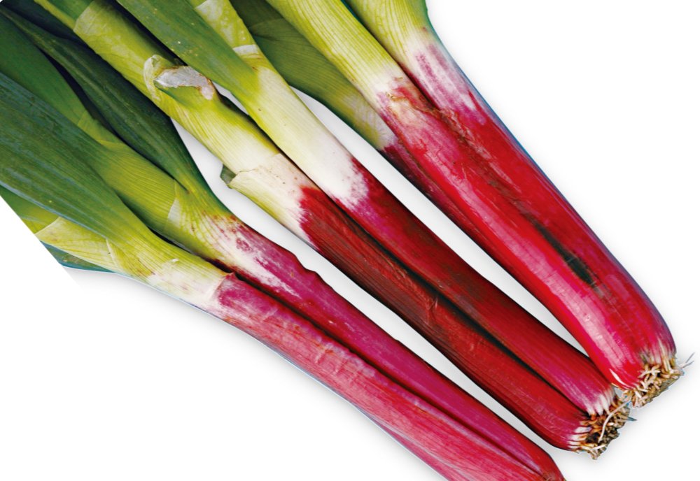 ネギ CNカット白ねぎ 500G: 農産品 KANTO EXPRESS