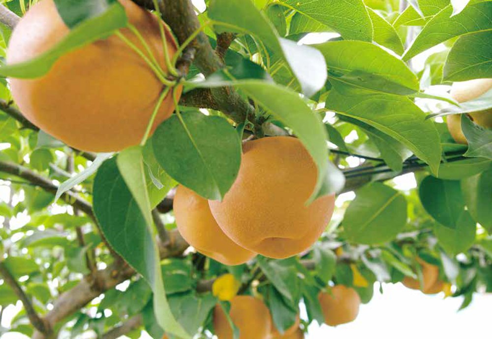 梨 | いばらきの農林水産物 | 茨城をたべよう 食と農のポータルサイト