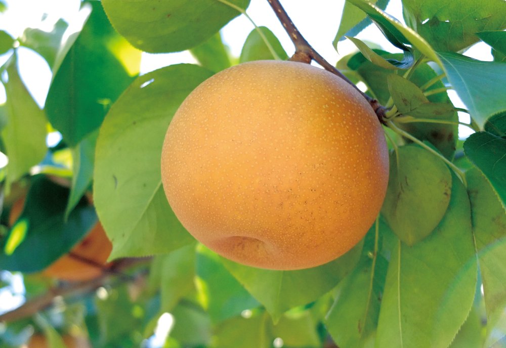 須坂【豊水のより詳しい説明】 天竜川と豊かな自然が育むJAみなみ信州の「豊水」