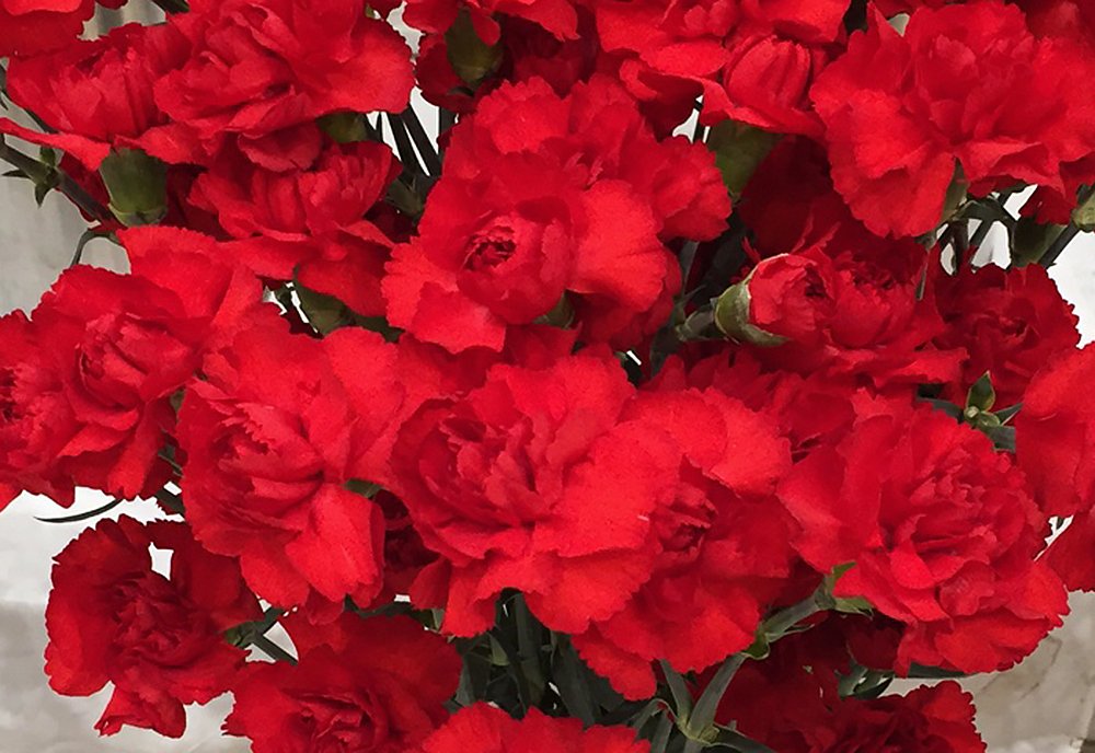 カーネーション（切花） | いばらきの農林水産物 | 茨城をたべよう 食