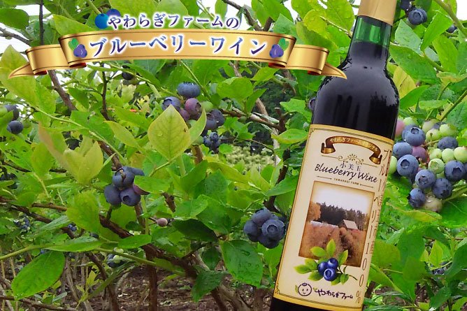 第207回プレゼント やわらぎファームの【ブルーベリーワイン】