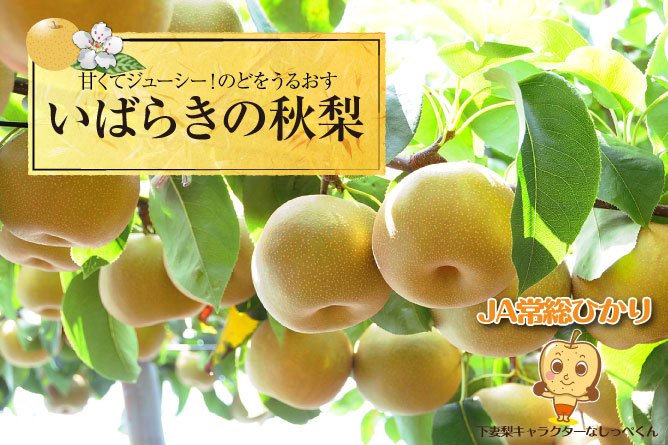 第214回プレゼント 甘くてジューシー!【いばらきの秋梨】