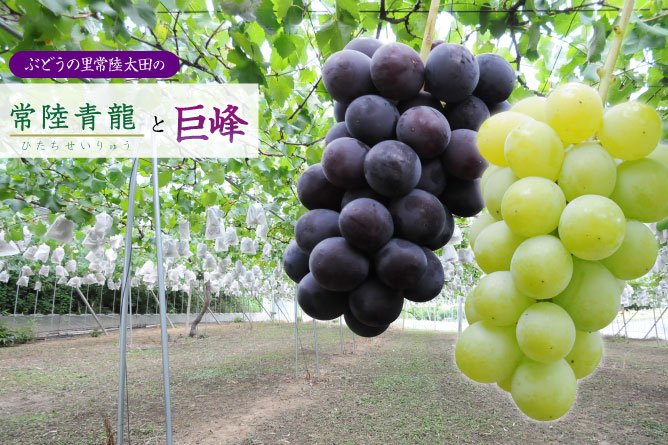 第216回 ぶどうの里常陸太田の【常陸青龍と巨峰】