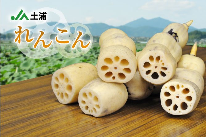 第229回プレゼント　生産量日本一！JA土浦の【れんこん】