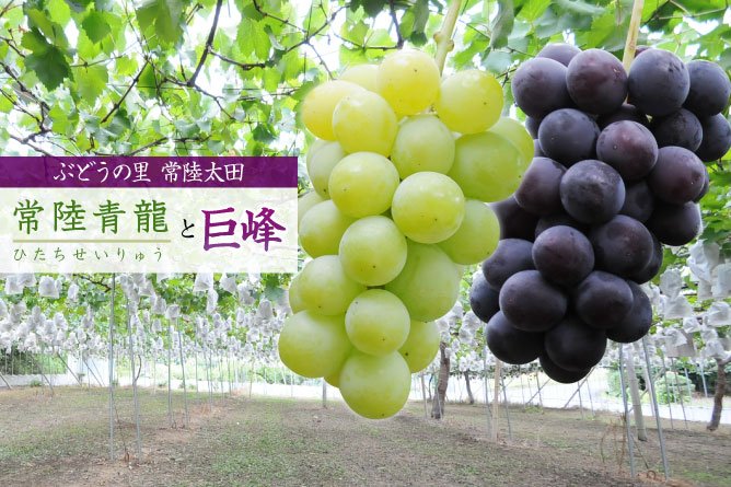 第252回プレゼント　ぶどうの里 常陸太田の【常陸青龍と巨峰】