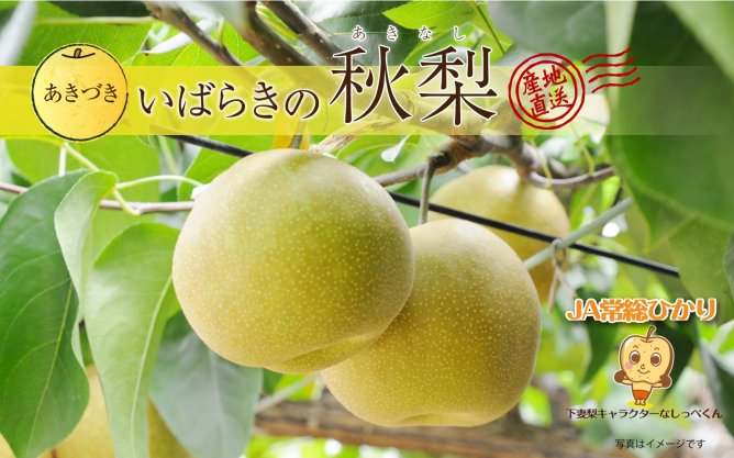 第47回茨城をたべよう連動プレゼント企画　【いばらきの秋梨～あきづき～】