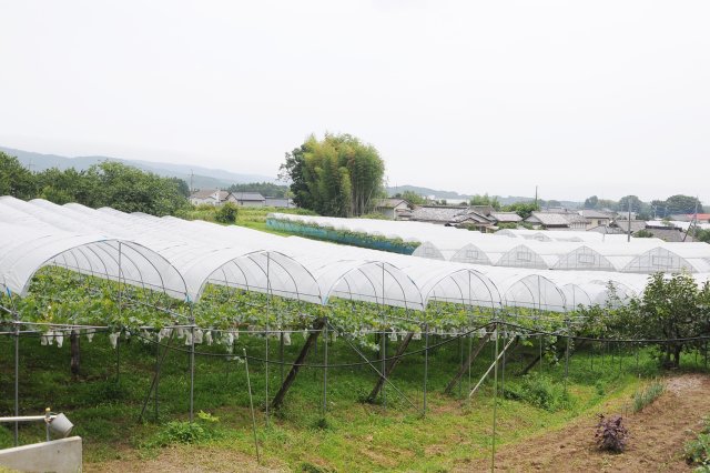 雨よけハウス