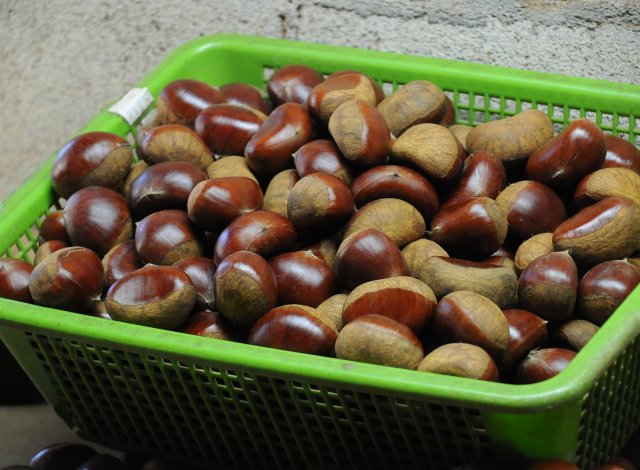 四万騎農園　生栗