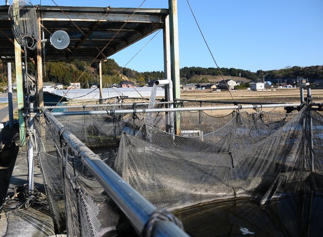 池ひき画像
