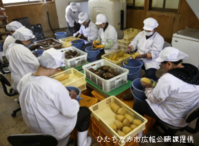 黒澤農園　芋の皮むき