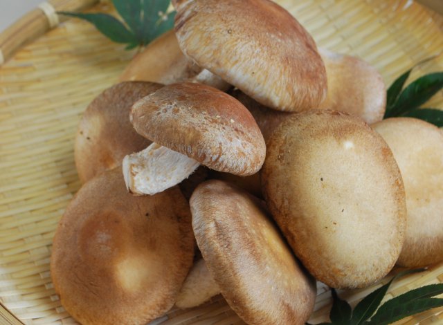 七会きのこセンター　菌床椎茸(きんしょうしいたけ）