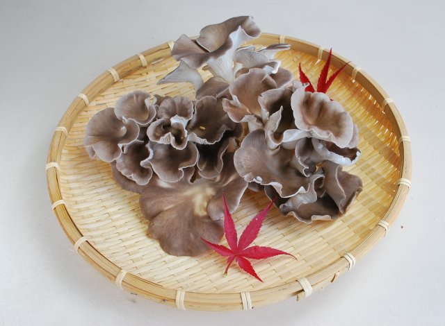 七会きのこセンター　あわび茸