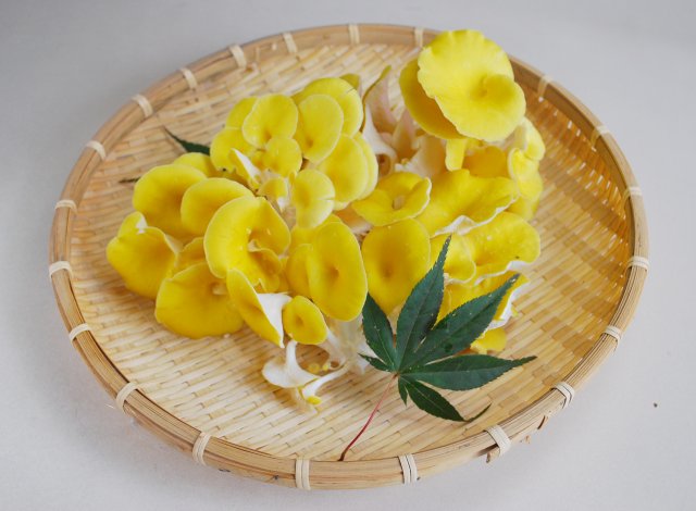 七会きのこセンター　たもぎ茸