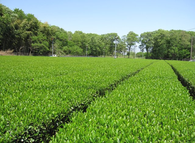 さしま茶　茶畑