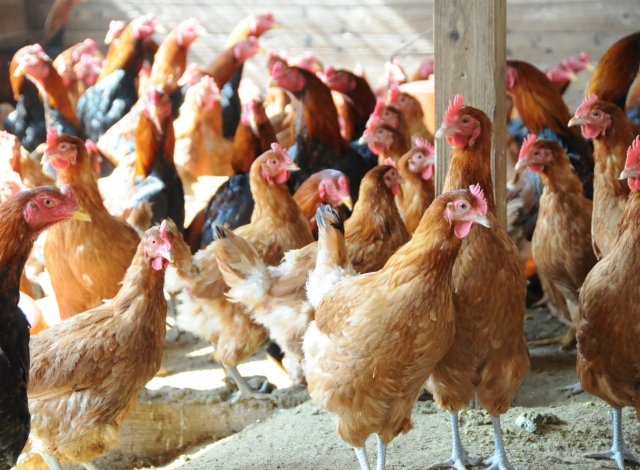 奥久慈しゃも　飼育環境
