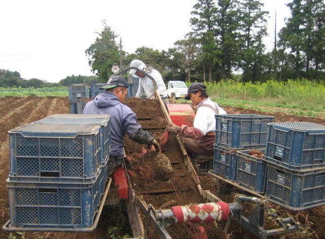 白鳥干いも生産組合