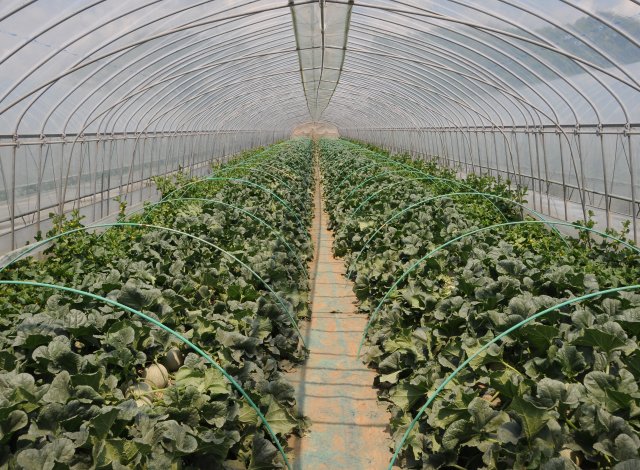 生産量日本一！いばらきのメロン