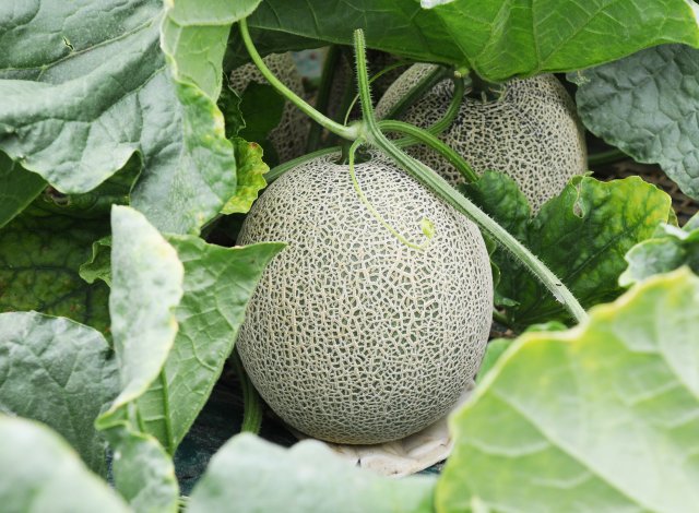 生産量日本一！いばらきのメロン