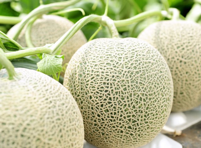 生産量日本一！いばらきのメロン