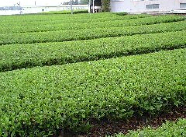 坂入製茶園茶畑2