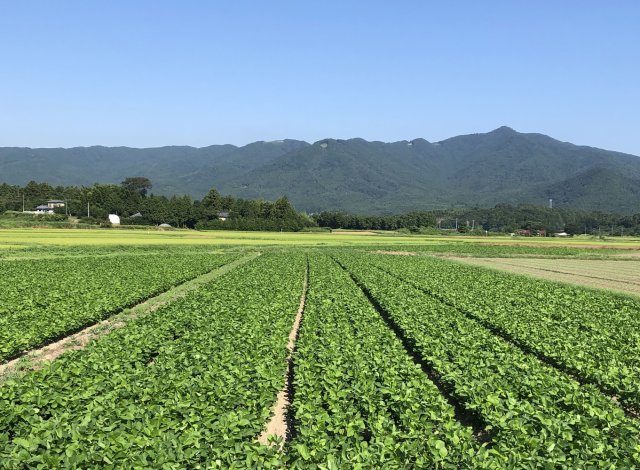 やさと大豆畑