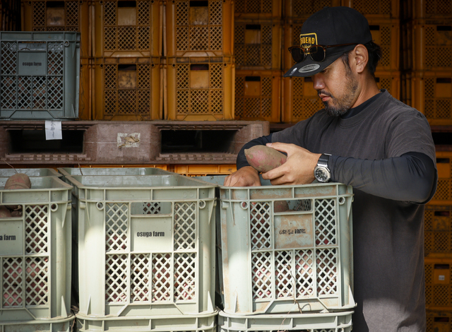 サツマイモをチェックする大須賀さん