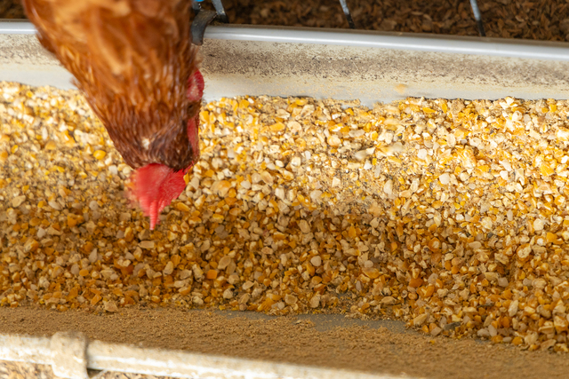 鶏たちの美味しい卵は、ここから生まれます