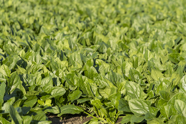 露地栽培でほうれん草も生産
