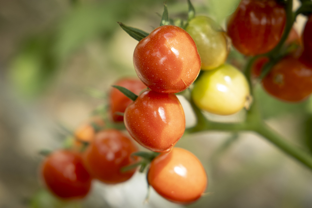 プチぷよは摘果して実の数を絞ることでひと粒に旨みを凝縮させます