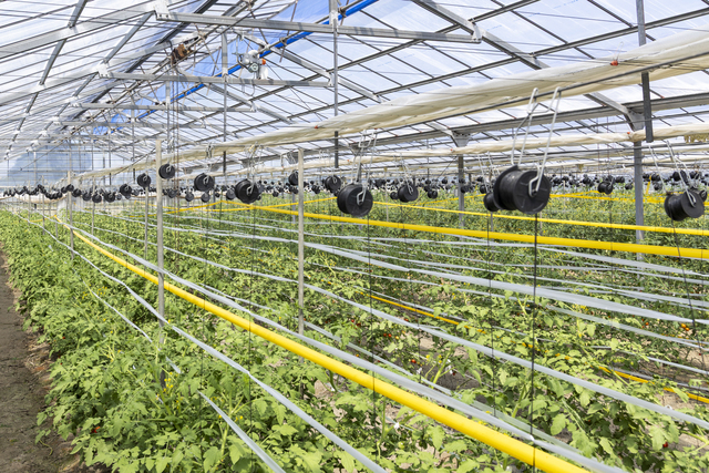 モニタリングによる環境管理で、常に最適な栽培環境を維持しています