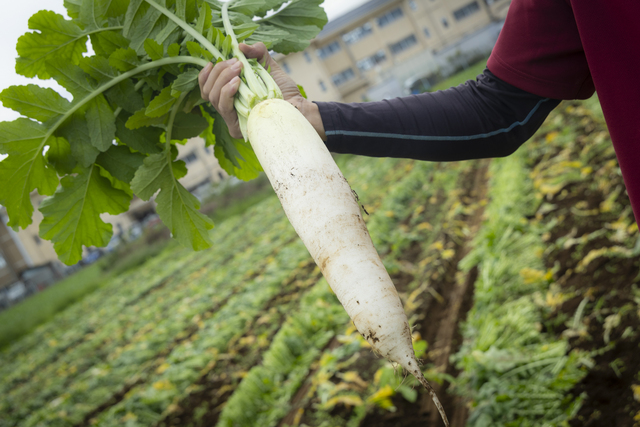 収穫したてのうしく河童大根