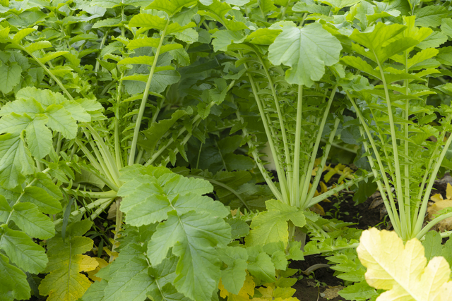 収穫を待つうしく河童大根