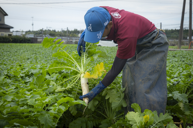 1本ずつ手で収穫。柔らかく空気を含んだ土なのですんなり抜けます