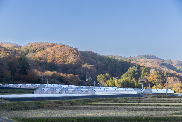 山あいの環境をうまく生かすように作られた常陸太田のハウス