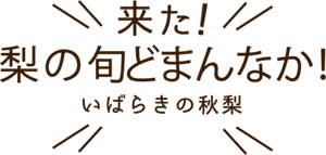 来た！梨の旬どまんなか！いばらきの秋梨！