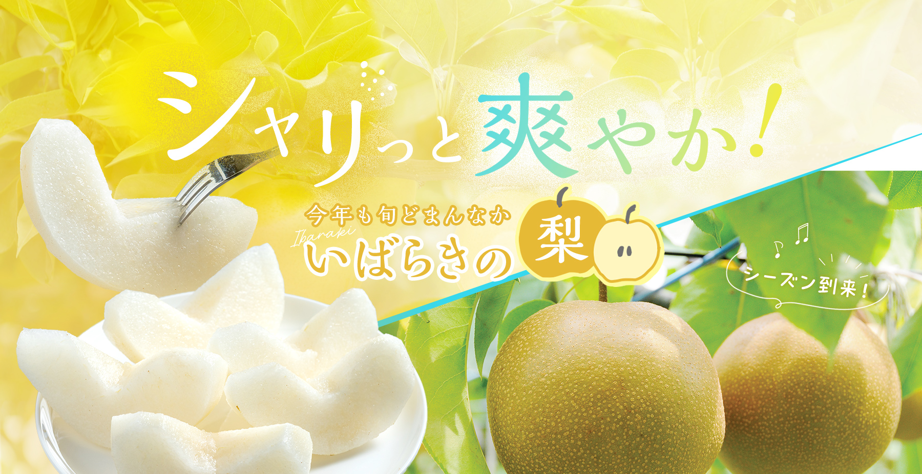 シャリっと爽やか！今年も旬どまんなかいばらきの梨
