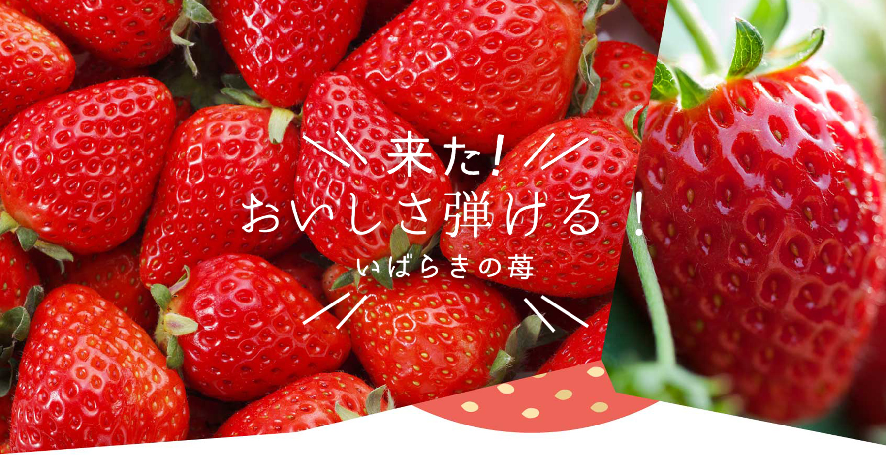 茨城のいちご狩り特集
