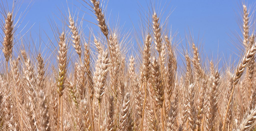 小麦 | いばらきの農林水産物 | 茨城をたべよう 食と農のポータルサイト