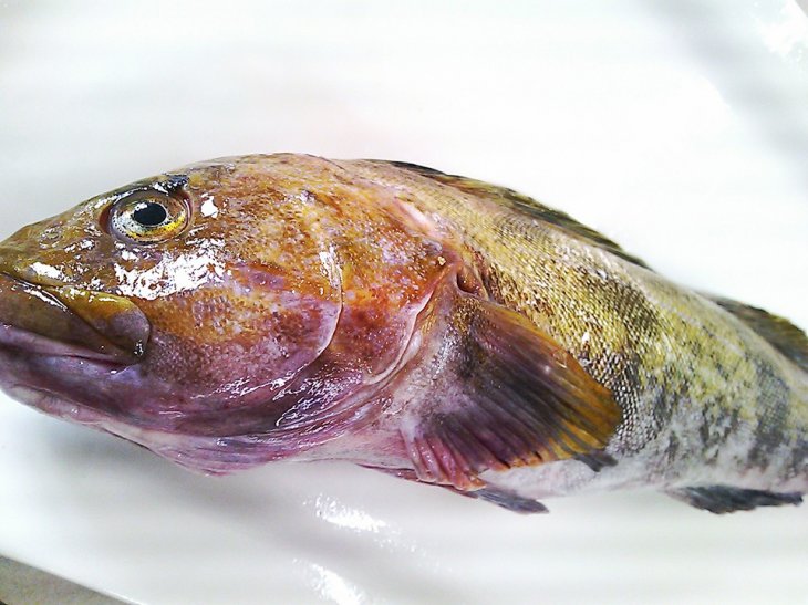 茨城の魚をPR