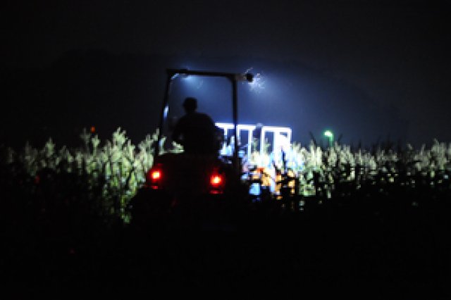 深夜2時から収穫！朝採りトウモロコシ